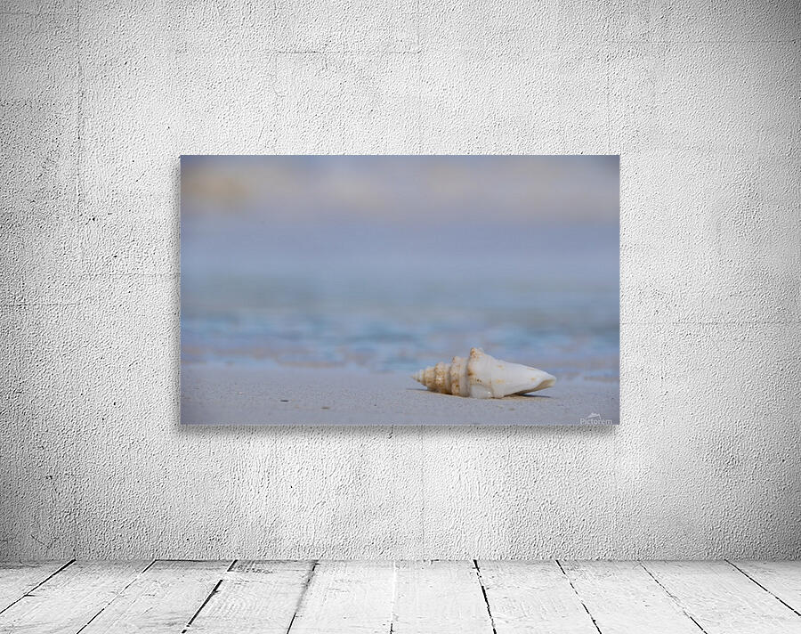 Sea Shell Tulum Wall Preview
