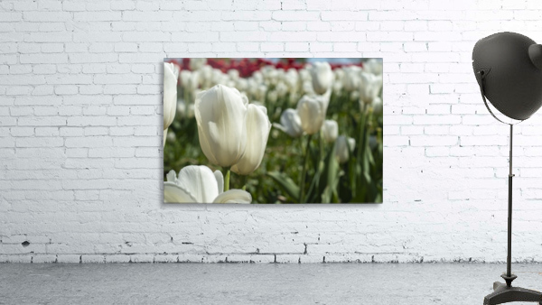 White Tulip Wall Preview