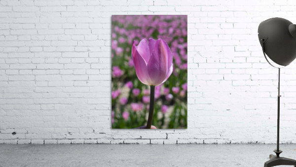 Pink Tulip Wall Preview