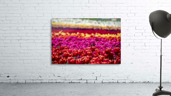 Tulips Wall Preview