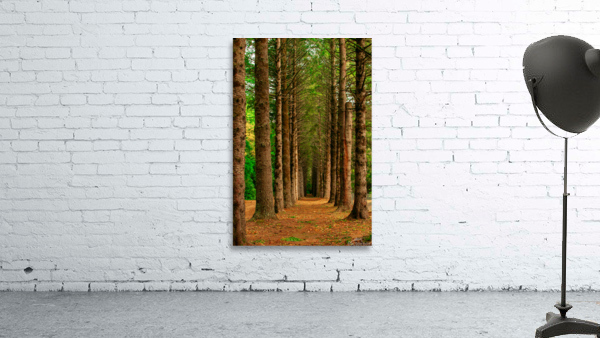 FINDING MY WAY Wall Preview