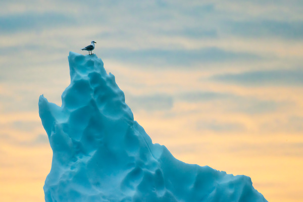 PERCHED Digital Download