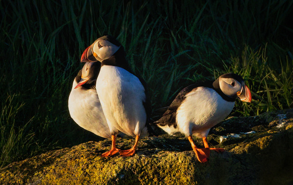 NORTH ATLANTIC PUFFINS Téléchargement Numérique