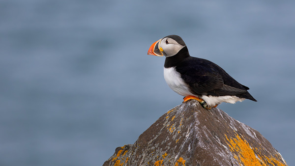 BETWEEN SEA SKY Digital Download