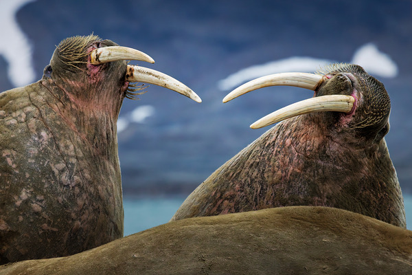 SIBLING QUARRELS Téléchargement Numérique