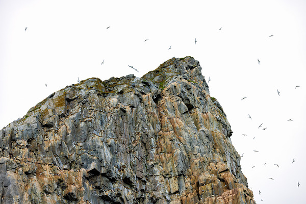 THE LIVING CLIFF Téléchargement Numérique