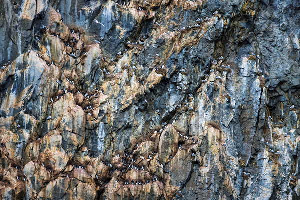 CLIFF COLONIES Digital Download