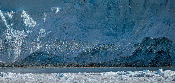 WINGS Téléchargement Numérique
