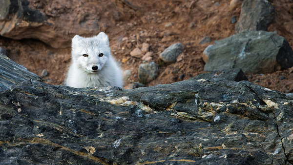 THE QUIET HUNT Téléchargement Numérique