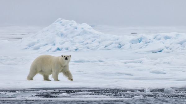 EMPRESS OF THE ARCTIC 4 Digital Download