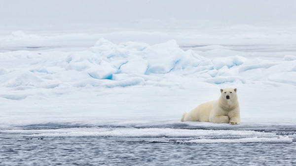 EMPRESS OF THE ARCTIC Téléchargement Numérique