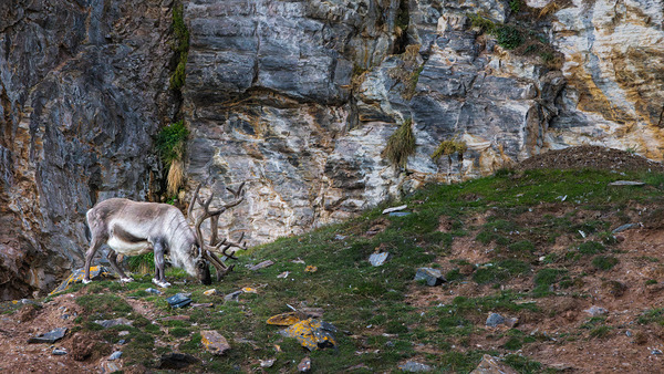 SANTAS REINDEER Téléchargement Numérique