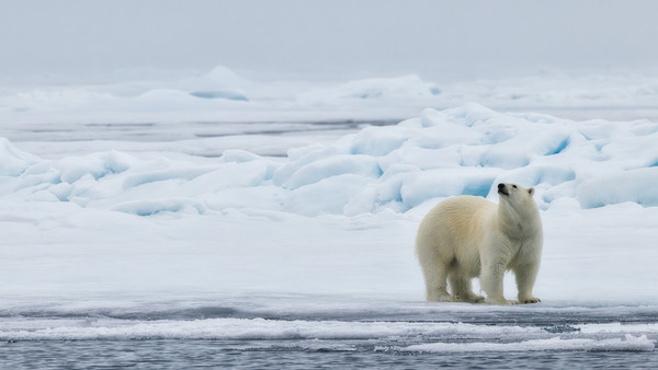 EMPRESS OF THE ARCTIC 2 Téléchargement Numérique