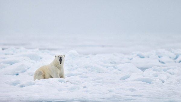 EMPRESS OF THE ARCTIC 7 Téléchargement Numérique