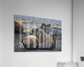 WALRUS TRIO Acrylic Print