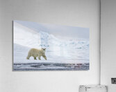EMPRESS OF THE ARCTIC 4 Acrylic Print