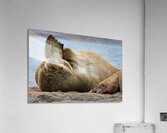 MONDAYS Acrylic Print