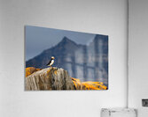 LAND OF THE PUFFIN Acrylic Print