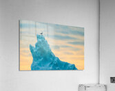 PERCHED Acrylic Print