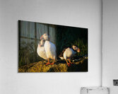 NORTH ATLANTIC PUFFINS Impression acrylique
