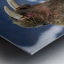 SIBLING QUARRELS Impression metal