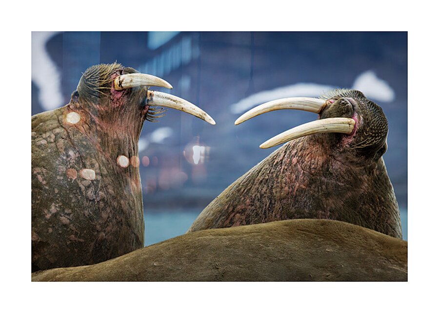 SIBLING QUARRELS Impression et Cadre photo