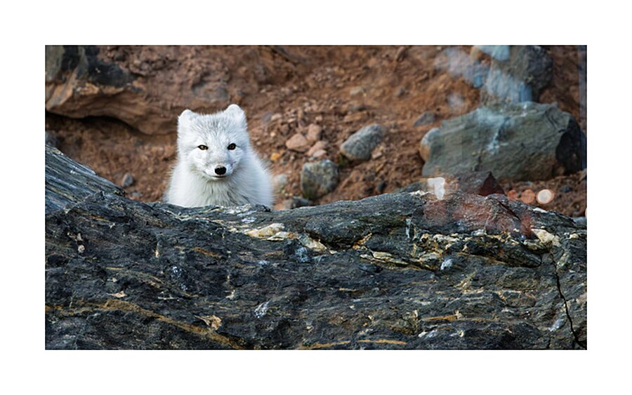 THE QUIET HUNT Impression et Cadre photo