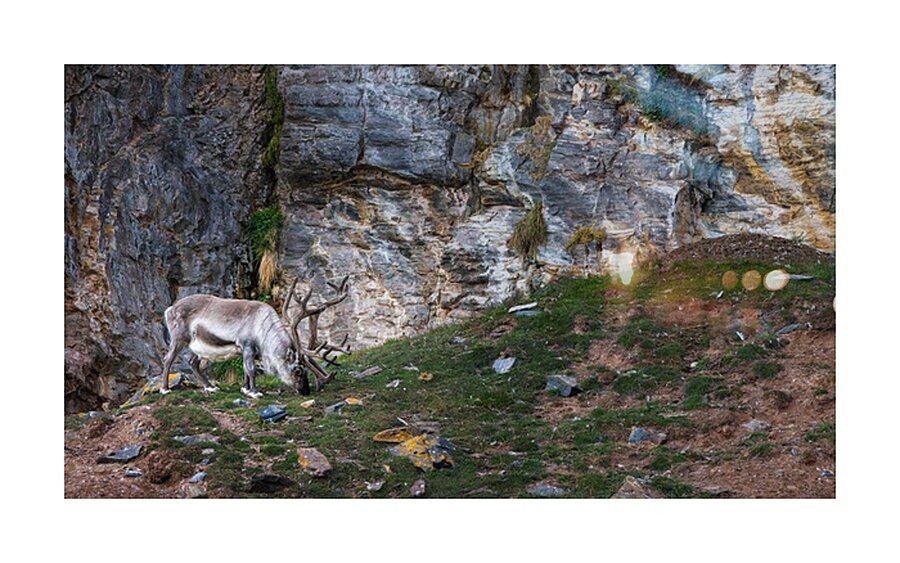 SANTAS REINDEER Impression et Cadre photo