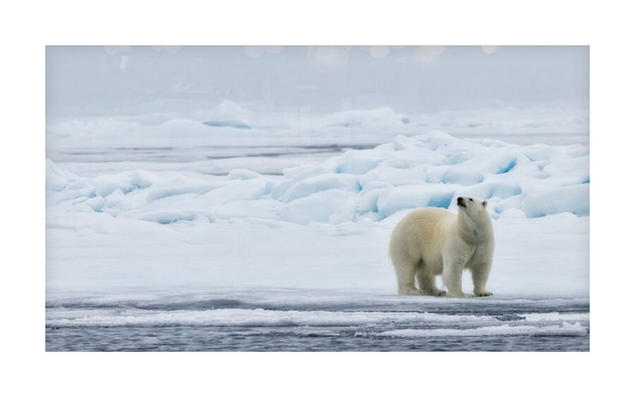 EMPRESS OF THE ARCTIC 2 Impression et Cadre photo