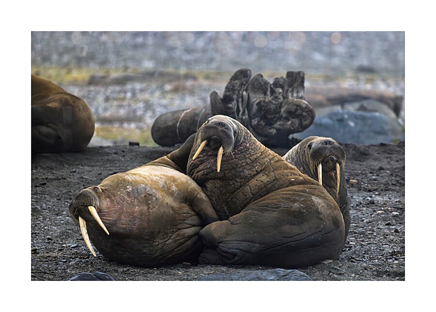 WALRUS TRIO Picture Frame print