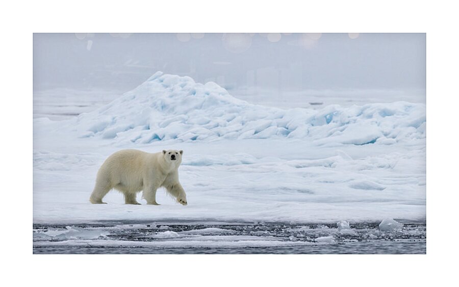 EMPRESS OF THE ARCTIC 4 Picture Frame print