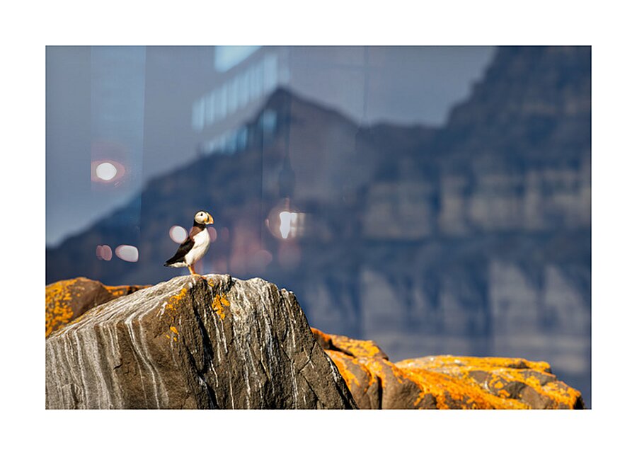 LAND OF THE PUFFIN Picture Frame print
