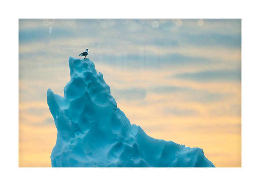 PERCHED Picture Frame print