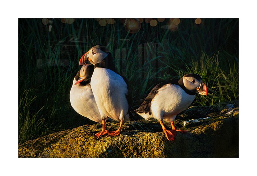 NORTH ATLANTIC PUFFINS Impression et Cadre photo