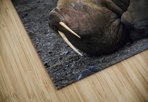 WALRUS TRIO Doug Sturgess puzzle