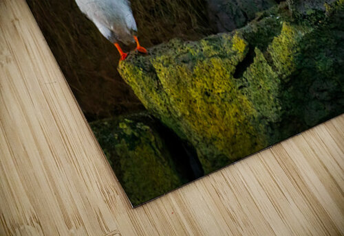 DOES ANYBODY SEE A FISH Doug Sturgess puzzle