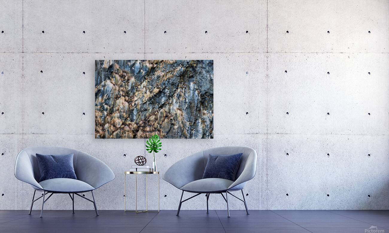 CLIFF COLONIES Reproduction