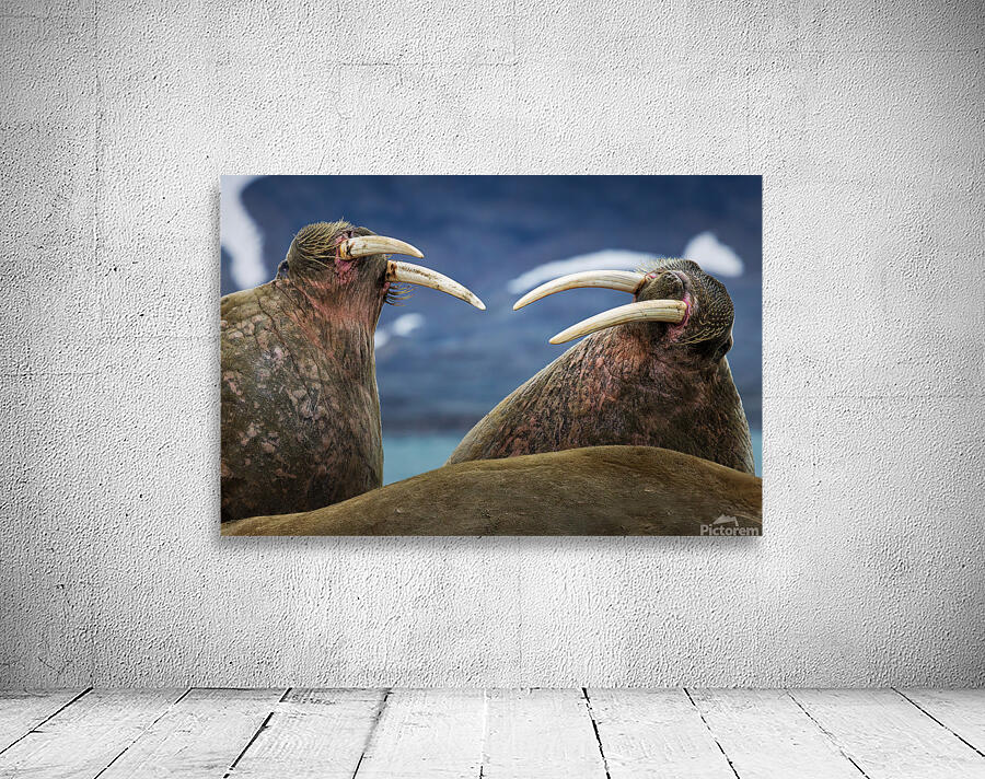 SIBLING QUARRELS Aperçu sur mur