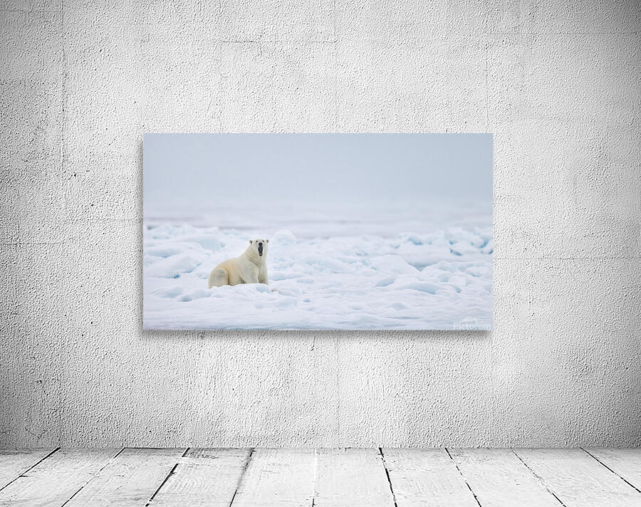 EMPRESS OF THE ARCTIC 7 Aperçu sur mur