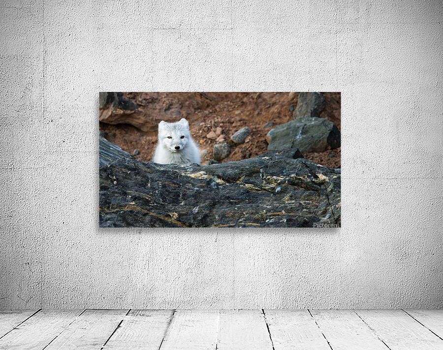 THE QUIET HUNT Aperçu sur mur