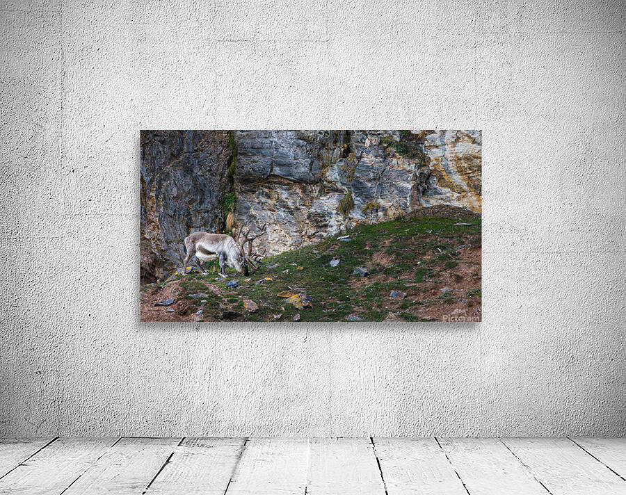 SANTAS REINDEER Aperçu sur mur