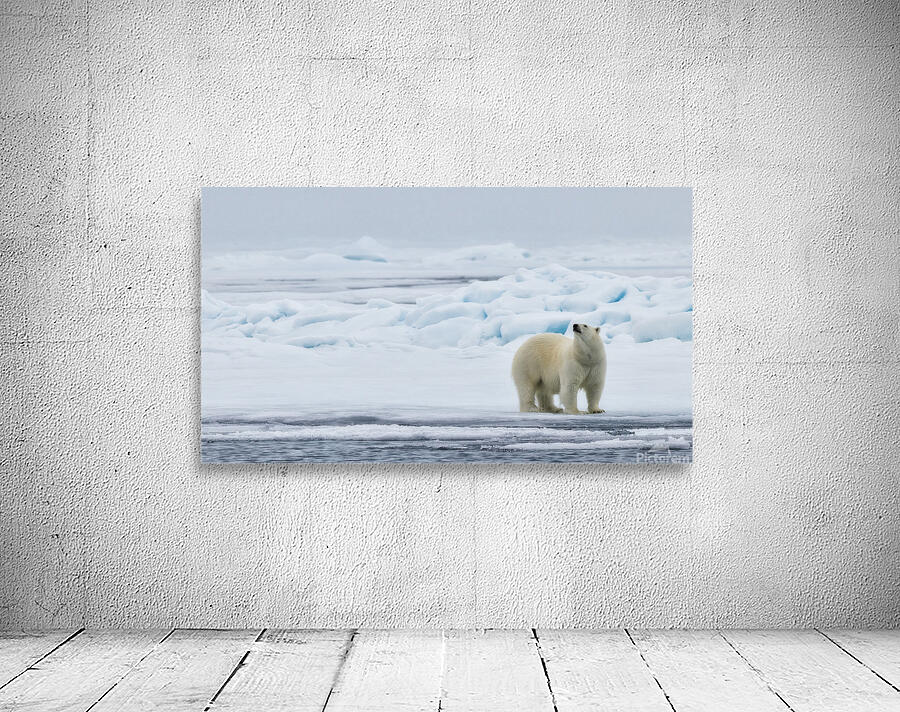 EMPRESS OF THE ARCTIC 2 Aperçu sur mur