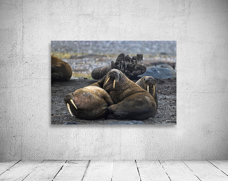 WALRUS TRIO Wall Preview