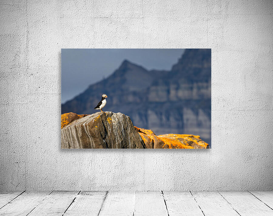 LAND OF THE PUFFIN Wall Preview