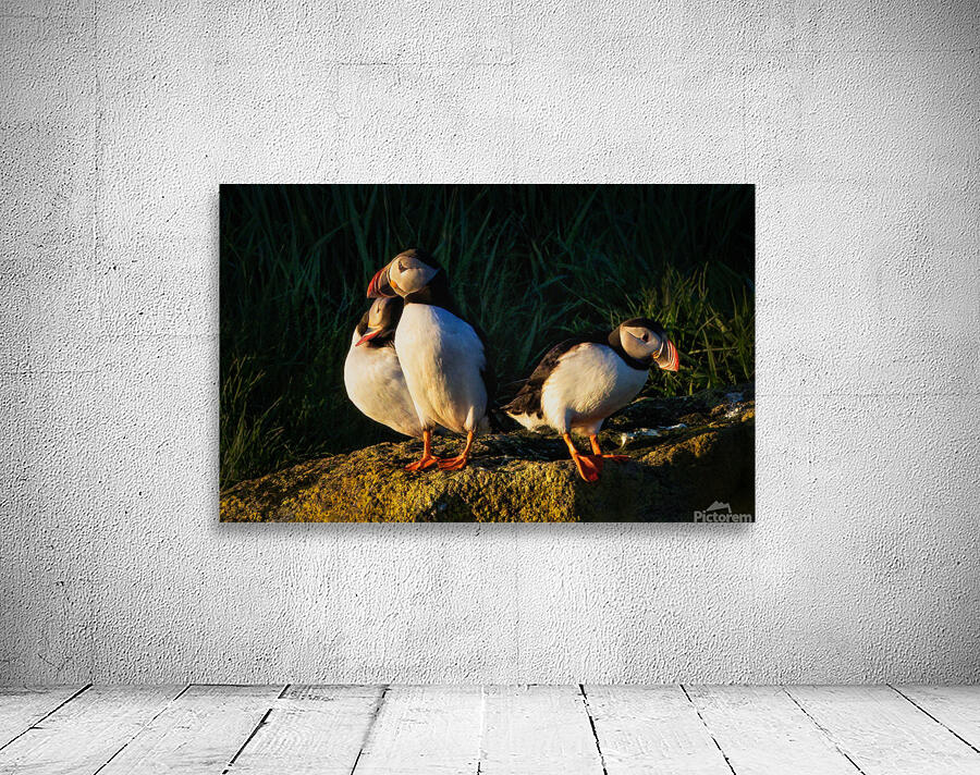 NORTH ATLANTIC PUFFINS Aperçu sur mur