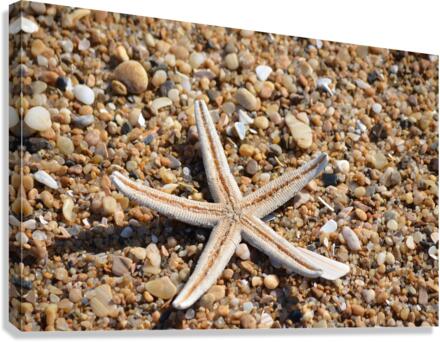 Starfish on the Beach Canvas Print
