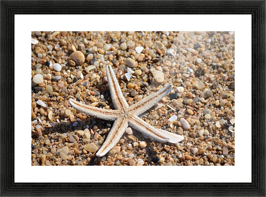 Starfish on the Beach Picture Frame print