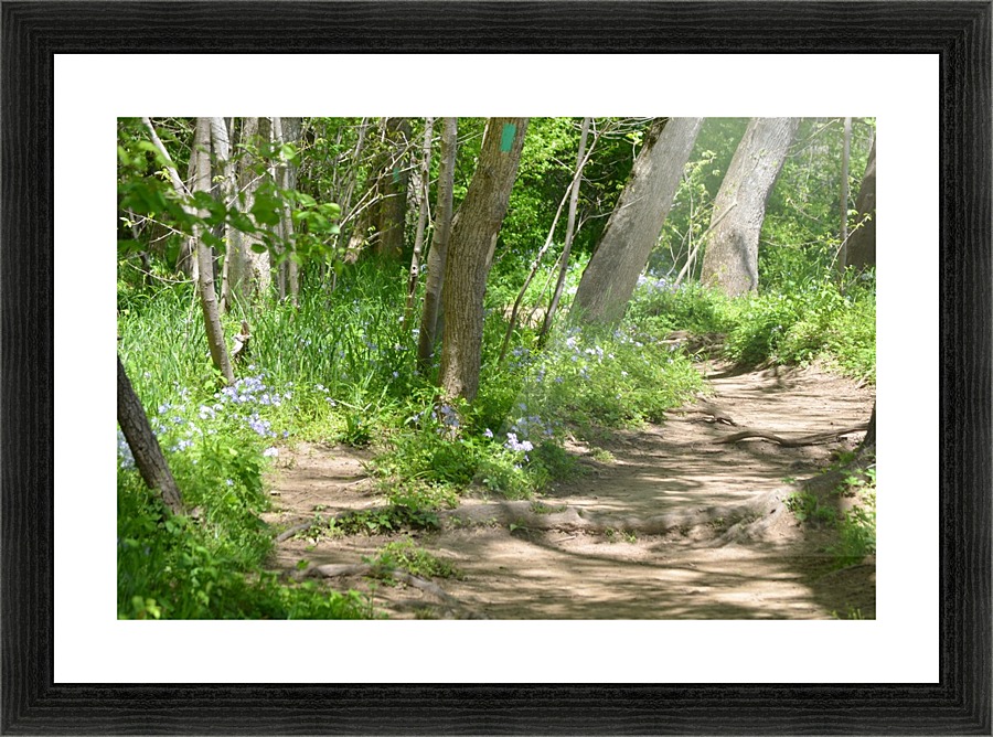 Path in the woods Picture Frame print