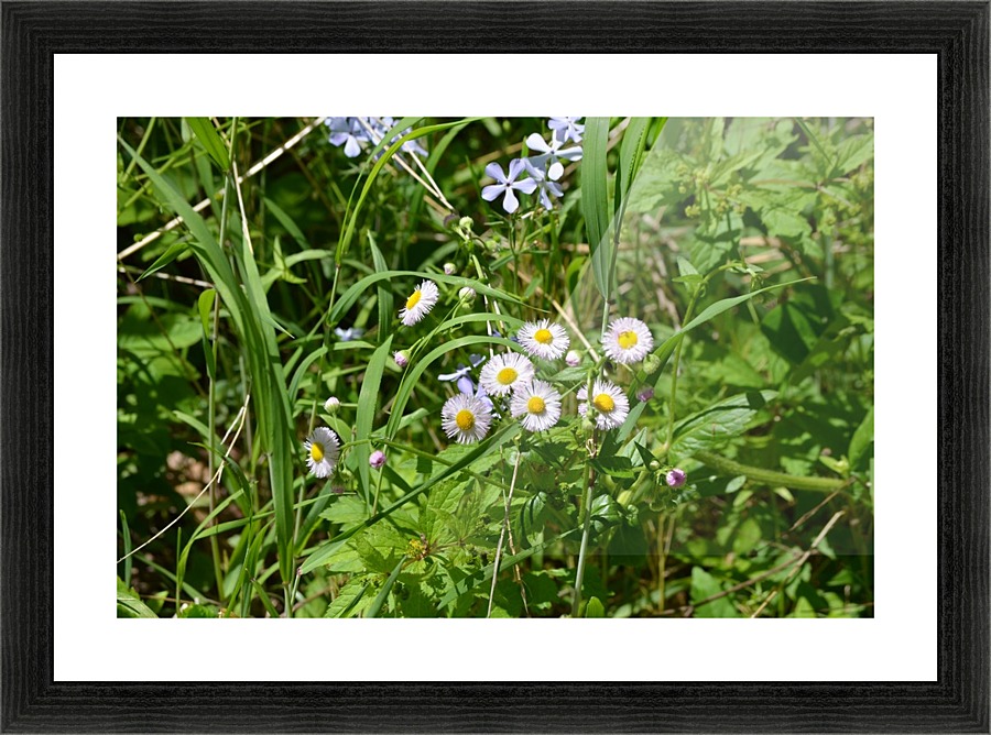Wild flowers Picture Frame print