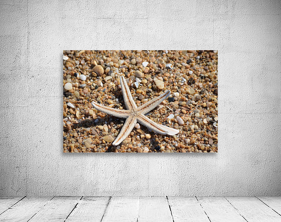 Starfish on the Beach Wall Preview